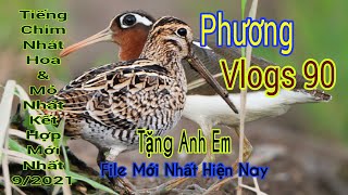 Tiếng Chim Nhát Hoa Và Mỏ Nhát Kết Hợp Mới Nhất 9/2021 (Tặng Anh Em Đã Đăng Ký Kênh)_Phương vlogs 90