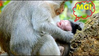 MG! Mom Blacky weaning poor baby so hard, baby cry &cry loudly, Fresh Newborn Monkey 667