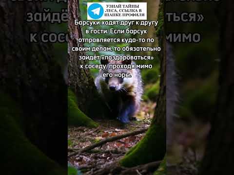 Барсуки ходят друг к другу в гости #барсук #лес #природа #животные