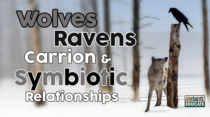 Wolves, Ravens, Carrion & Symbiotic Relationships