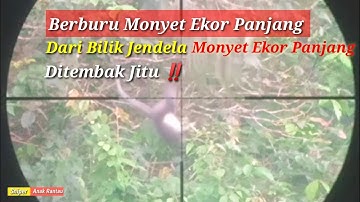 GILA‼️Datangi Pondok Pak Edo Monyet Ekor Panjang Di Tembak Jitu