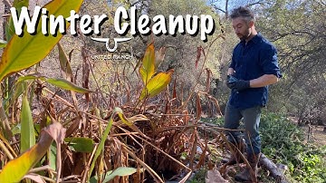 My Successful Natural Swimming Pond Bog Filter Winter Cleanup!