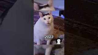 Where Are The Famous Cat Memes Now?❤️🕊️(ThenVsNow)#shorts