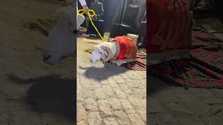 Download Lagu Mashallah Beautiful Dumba 😍 || Bakra EiD 2025 || Jungle Joy || Qurbani2025 MP3