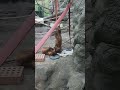 Orangutans at the St.Louis zoo