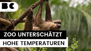 Allwetterzoo Münster: Faultier Pauli stirbt an Überhitzung