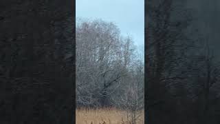 27 ноября Лохусуу на реке
