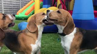 Pool Paws Party: Beagles Make a Splash