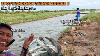 Ini baru SERU ..! Mancing bandeng paling bengis tegek sampe patah untung panen ikan ..!?