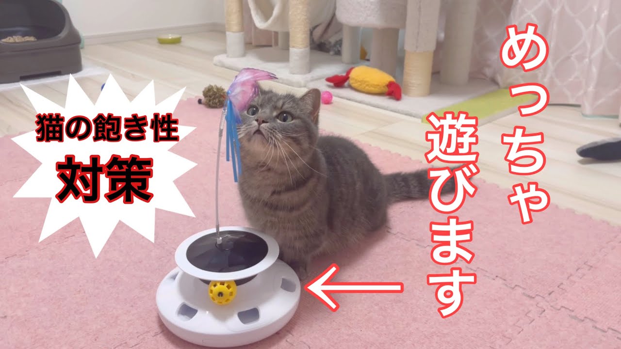 本物の蝶々のように飛び回るおもちゃで遊ばせてみたら猫たちがこうなり