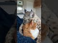 Bobcat hugging his house cat friend!