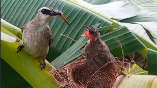 Last day in the nest Baby bird flies into the wild | 12 days