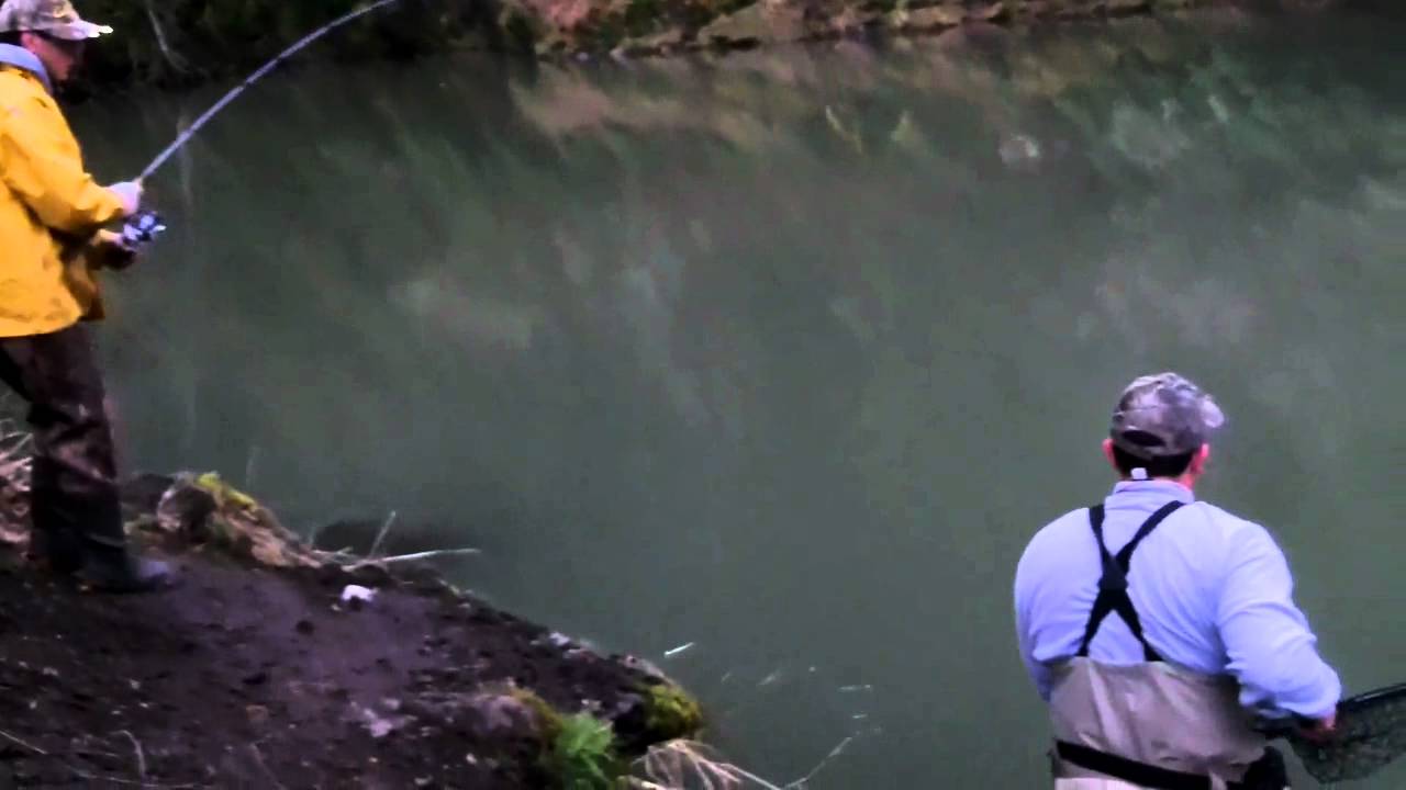 Joseph steelhead Skookumchuck River 3/10/2012 YouTube