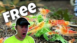Nettle Shrimp Food In Under A Minute - Quick, Easy And Free - Shrimp Keeping
