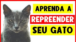 Como REPREENDER UM GATO corretamente