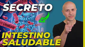 ¿Qué probióticos curan tu intestino?