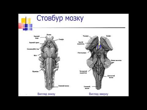 Анатомія головного мозку.