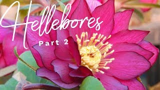 Hellebores survived the cold Canadian Winter? Part 2