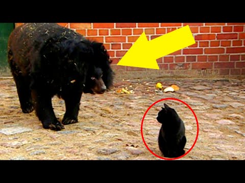 Video: Hauskatze Macht Versehentlich 17-stündige Reise, Nachdem Sie Sich In Die Kiste Geschlichen Hat