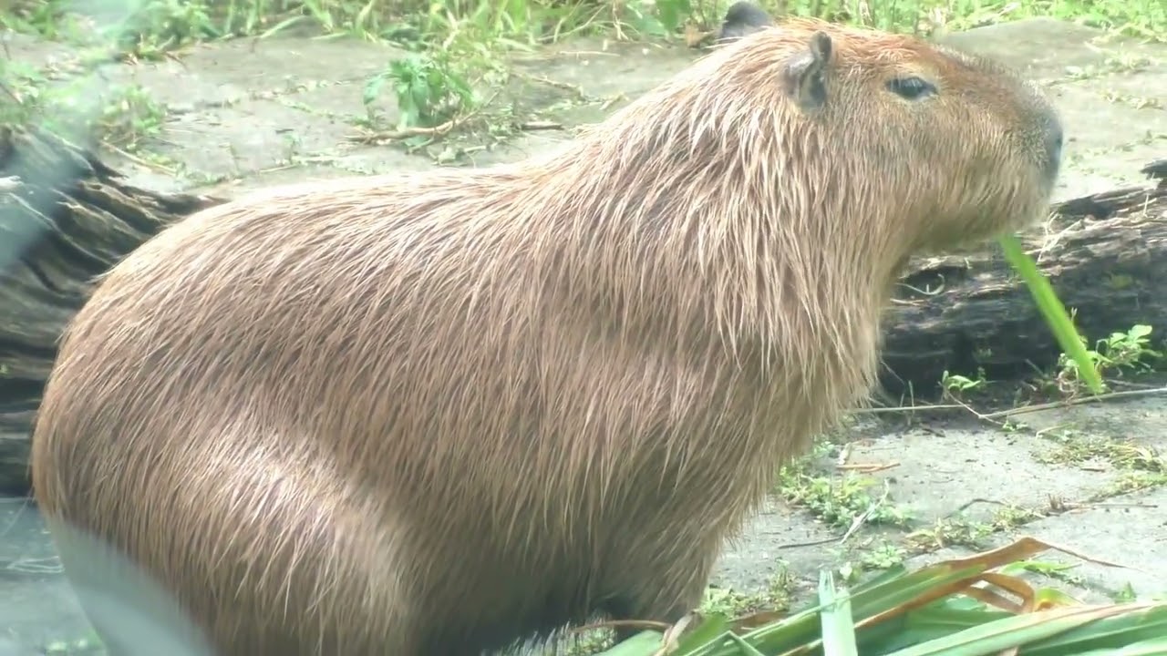 カピパラ Capybaras Relaxing by the Pond at Dusk | Nagasaki Bio Park