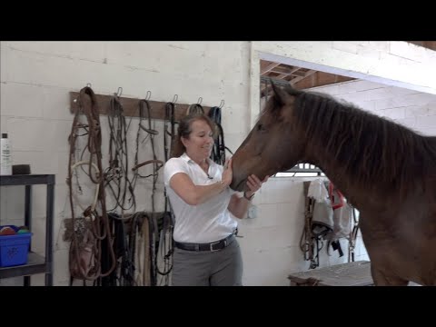वीडियो: क्या बिटलेस घोड़ों को चोट पहुँचाता है?