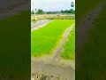 వర్షం రావాలిఅని దేవుని కోరుకుడి అందరూ 🌾🌾🌾🌦️🌦️🌧️🌧️plz