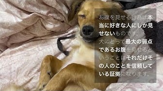 イヌの気持ち Youtube