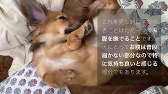 イヌの気持ち Youtube