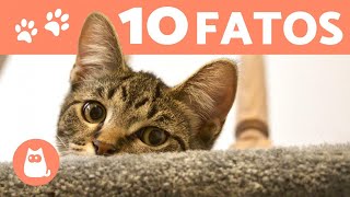 10 CURIOSIDADES sobre GATOS que você precisa conhecer!