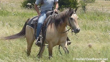 Nelly - trail riding #1! - ValleyViewRanch.net