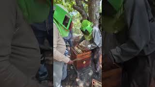 Así se trabaja en la cosecha de la miel de abeja , Hombre officials