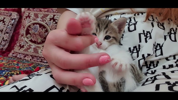 Aida va ikki otliq porno Boss stoli ostida porno