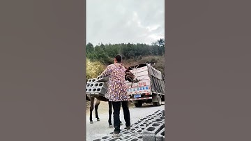 Use Mule To Transport Concrete Bricks Up Mountain