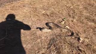 Celebrity PYTHON IN A STRIKING OR S-SHAPED POSITION//PYTHON IN THE WILD IN THE KIMBERLEY WESTERN AUSTRALIA// Profile