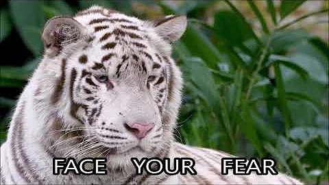 The problem with Pacifism