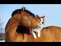Лошади и собаки