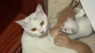 Eine Streunende Katzenmutter Bringt Ihre Babys In Einen Laden