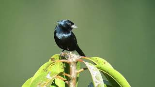 Blue-Black Grquit Volatinia Jacarina