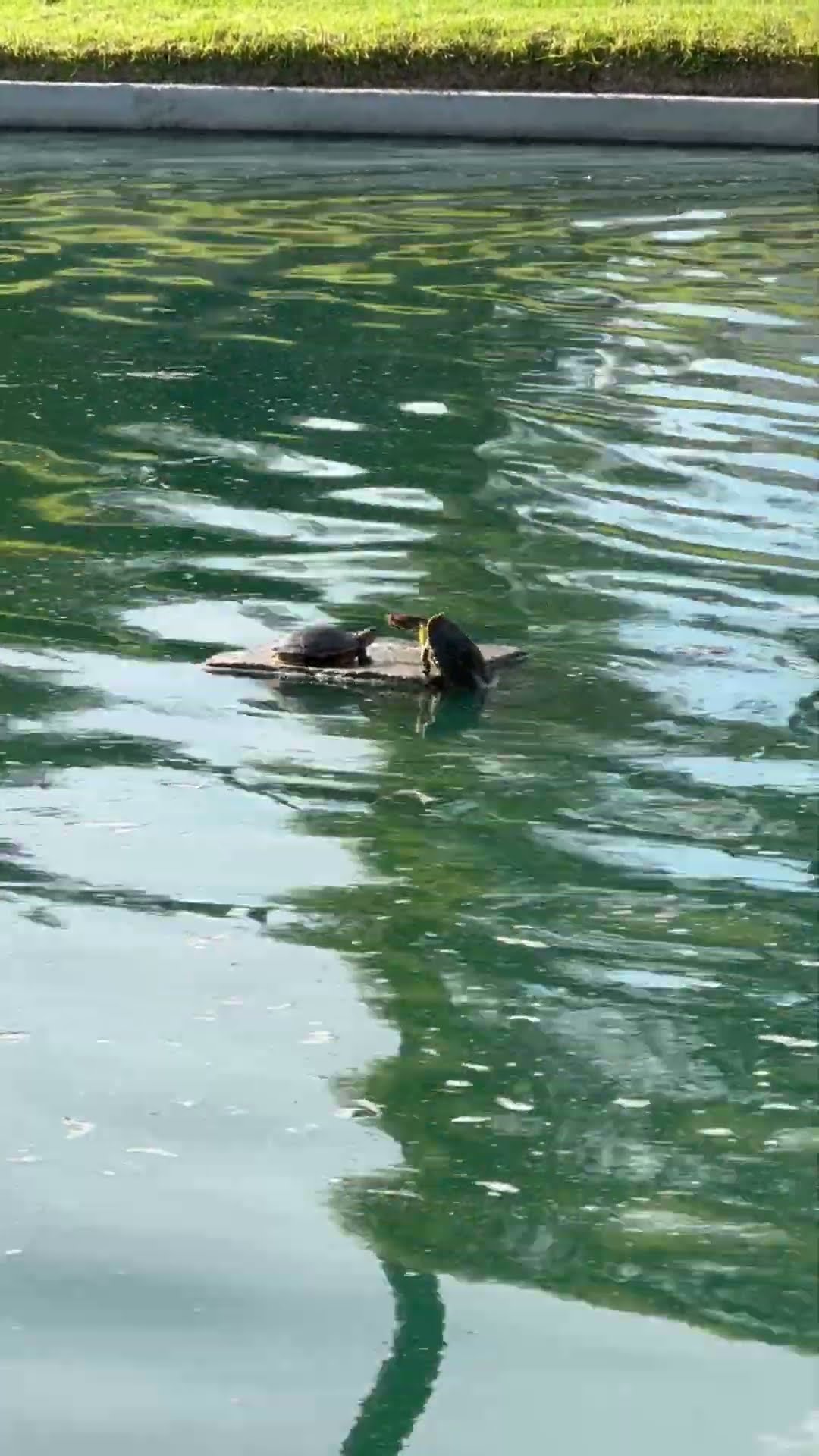 Turtle Titanic || ViralHog