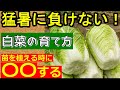 【初心者向け】夏の白菜 植え方を完全ガイド !