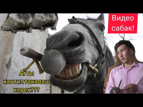 Video: Кантип ат миниш керек