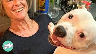 Woman Wanted A Grandchild But Got A Staffy Instead | Cuddle Staffies