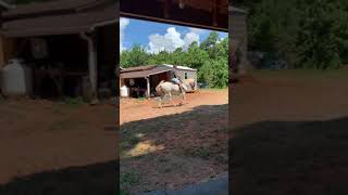 Michael riding Beau 2021 Net Worth