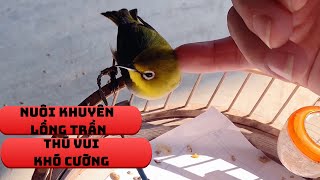 Nuôi Khuyên Lồng Trần Thú Vui Tao Nhã Mạnh Mộc