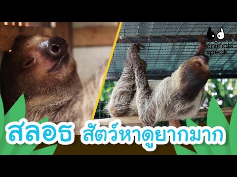 สลอธและนกพิราบหัวมงกุฎ | Animals Speak [Mahidol Kids]