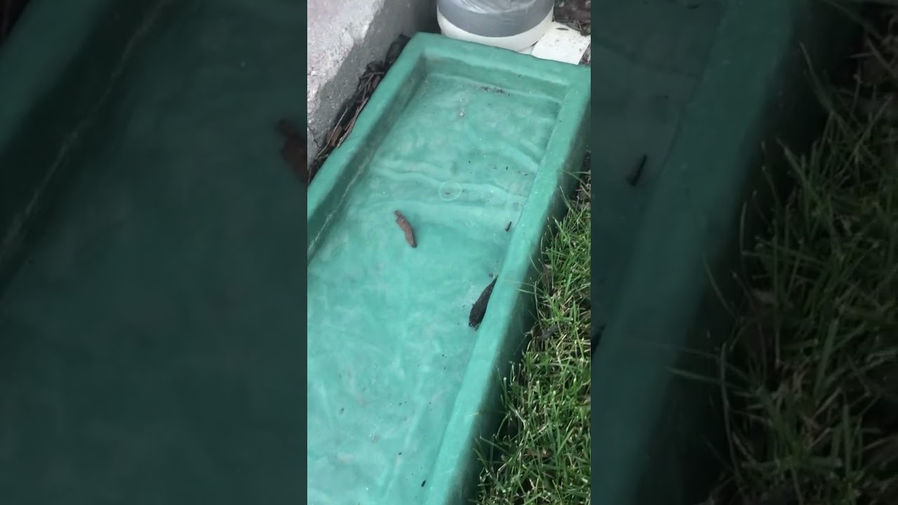 How To NOT Run Your Downspout Out To The Street