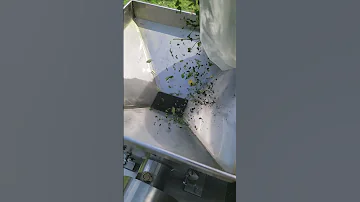 Feeding Moringa Leaf Into The Powdering Machine Moringa Moringaleaves Moringapowder 