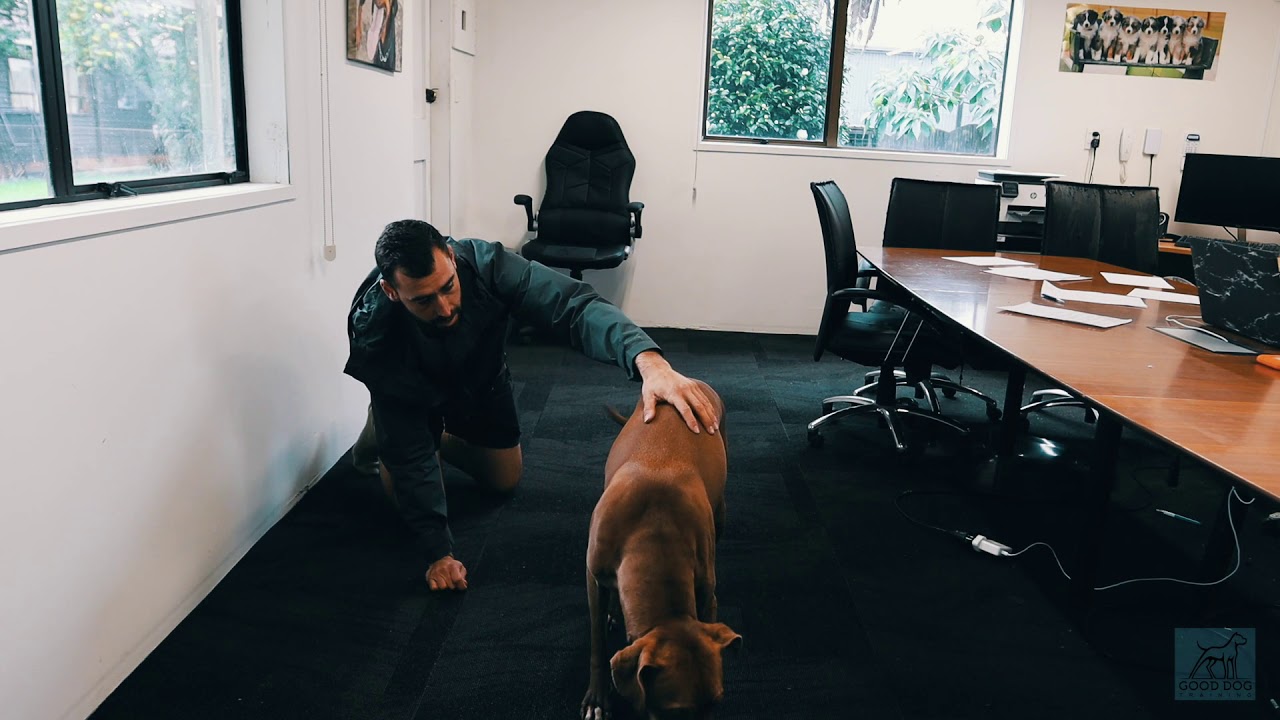 TEACH YOUR DOG TRACKING WITH THIS SUPER SIMPLE METHOD - YouTube
