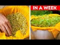 Gardening Ideas for Home: How to grow microgreen and other plants 🫛🌱