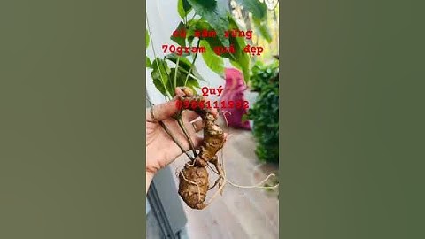 Củ sâm rừng 70gram quá đẹp #sâm_lai_châu_rừng #sâm_ngọc_linh_rừng